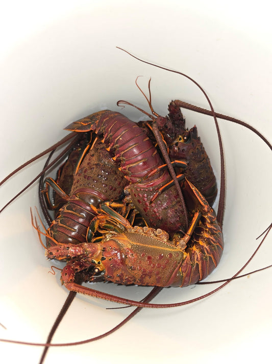 Opening Day: California Spiny Lobster Season is Here!